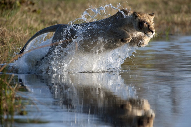 LIONESS.jpg