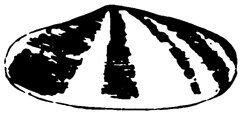 Shell's original mussel-shell mark, 1900